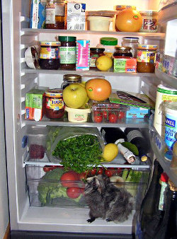 frigo vegan