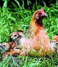 gallina e pulcino