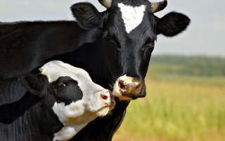Una mucca con il suo vitellino